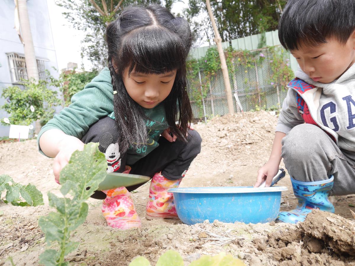 K3A櫻桃班的快樂菜園-白蘿蔔篇